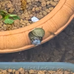 タニシとミナミヌマエビ