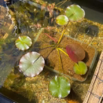 10月に植え替えた睡蓮は葉が7枚
