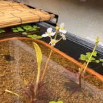 ナガバオモダカの花
