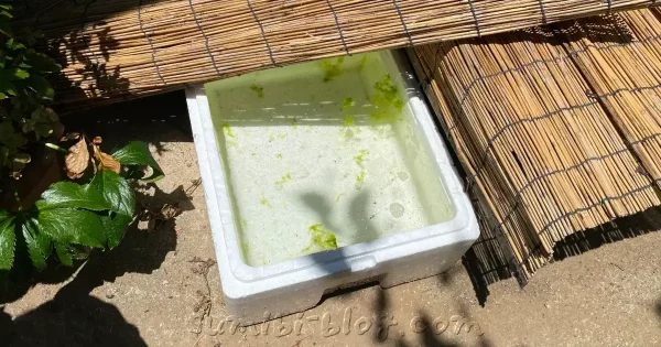 孵化用の発泡スチロールの容器